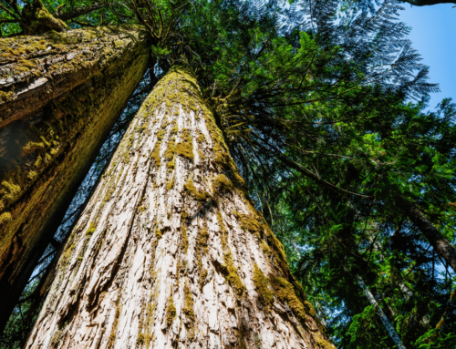 Why are old growth trees being logged?