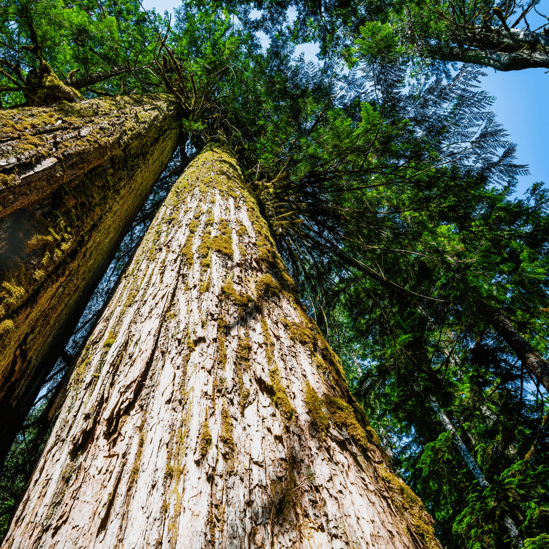 Why Are Old Growth Trees Being Logged Truck Loggers Association Why Are Old Growth Trees Being Logged Truck Loggers Association