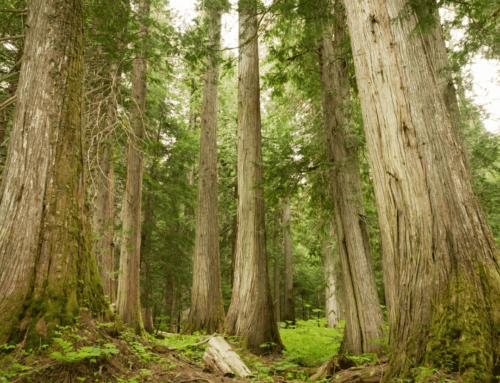 Old growth roots deep into BC’s coffers, economy and communities