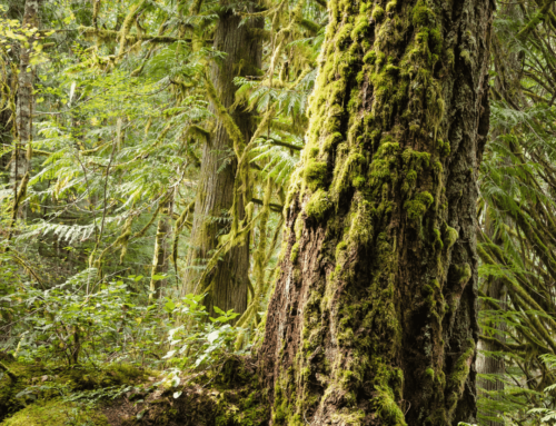 Industry in uproar over BC’s deferral of old-growth harvesting