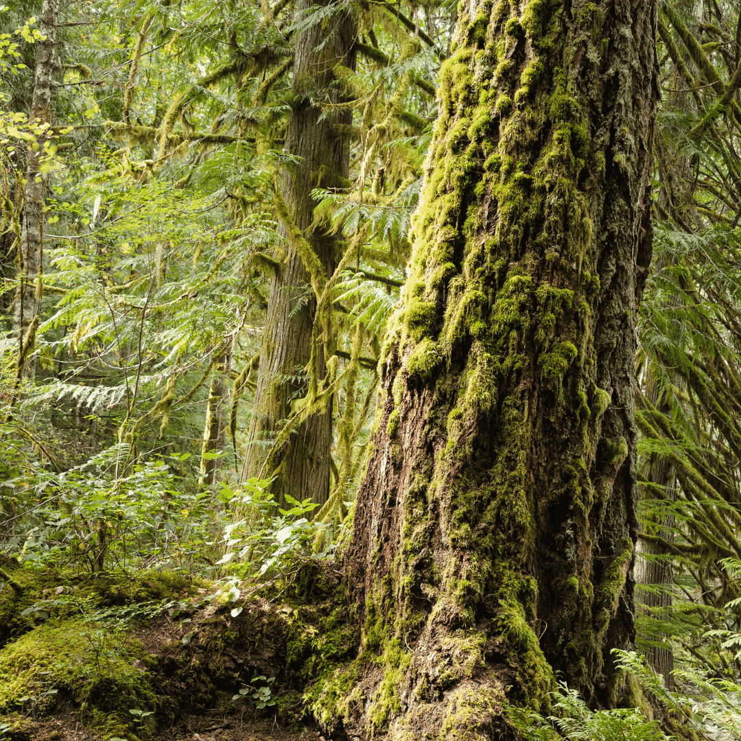 Industry in uproar over BC’s deferral of old-growth harvesting - Truck ...