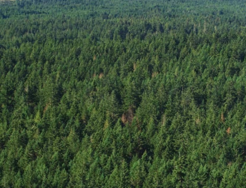 Wood waste from BC forestry sector may be key to removing microplastics from water