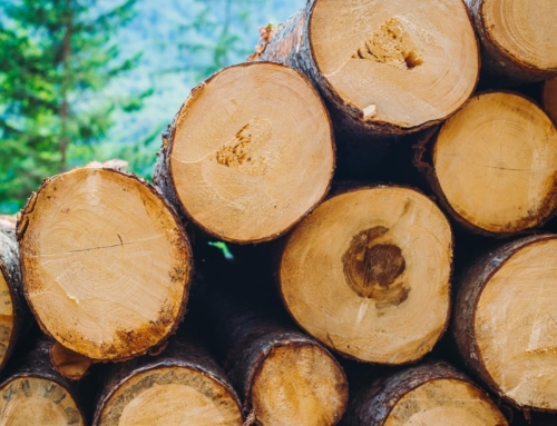 How are timber harvesting areas determined?